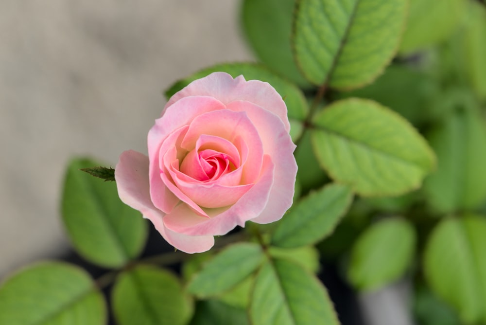 pink rose in bloom during daytime