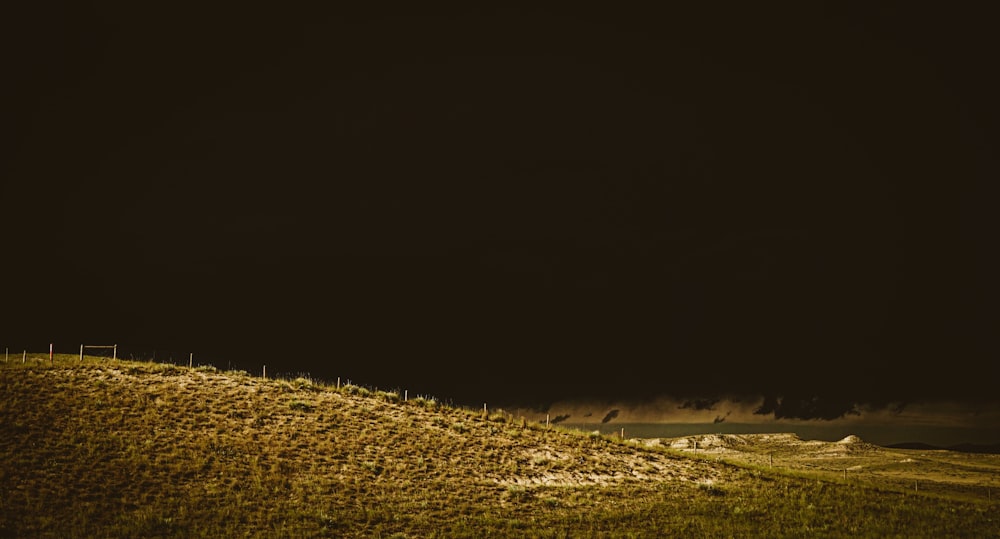 brown grass field during daytime