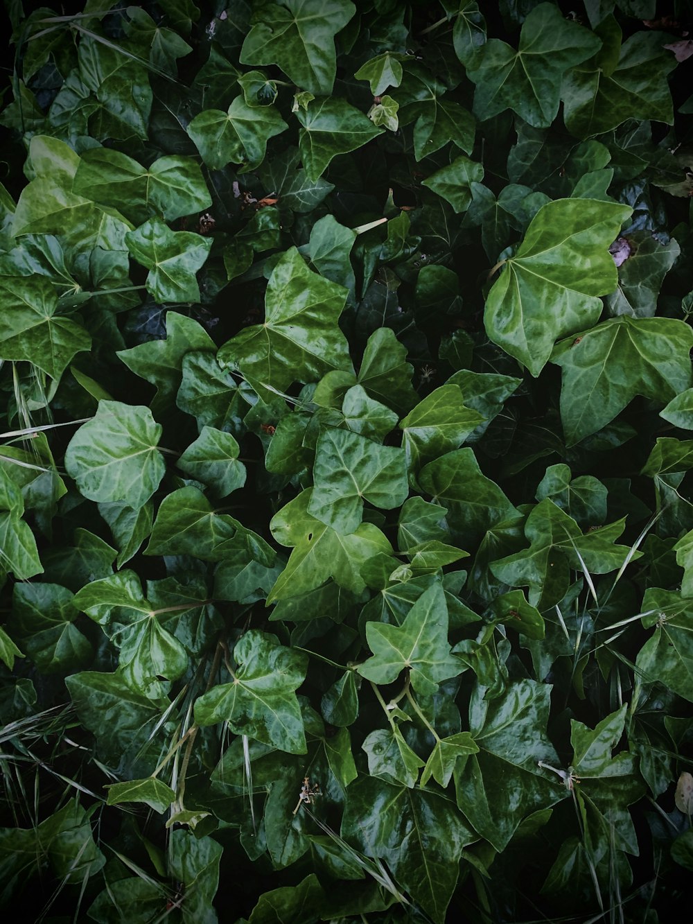 green leaves plant during daytime