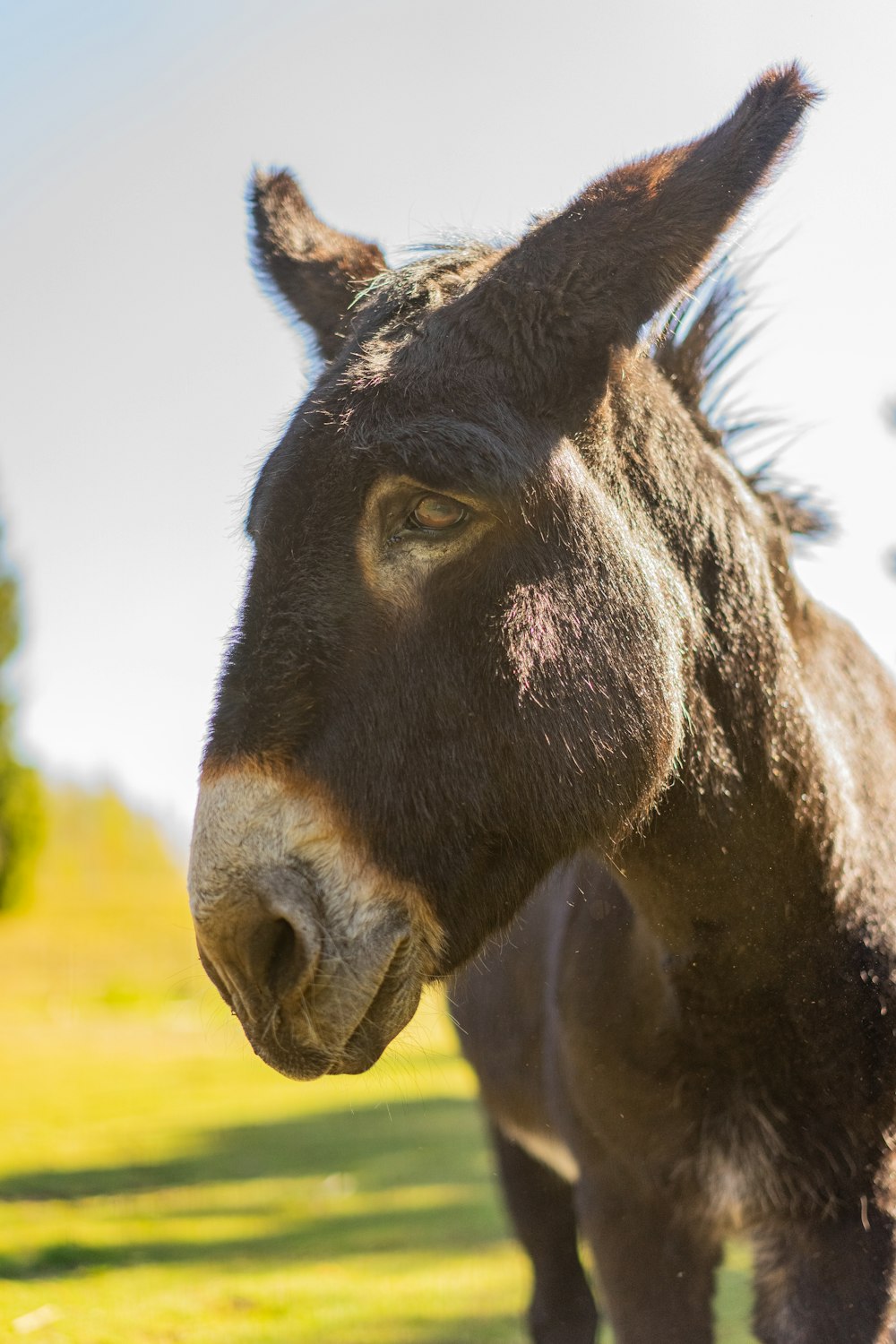 black and white horse on green grass field during daytime