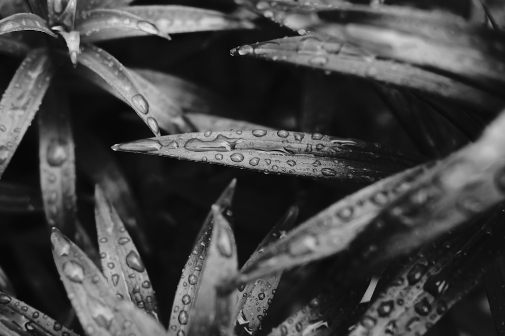 grayscale photo of water droplets on leaf