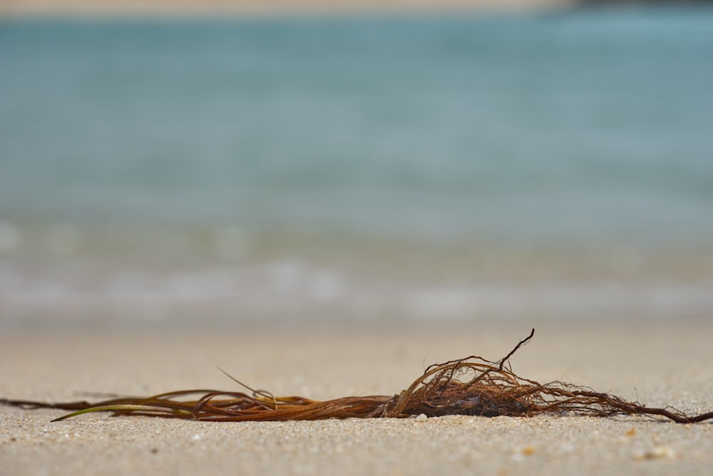 brown rope on brown sand near body of water during daytime