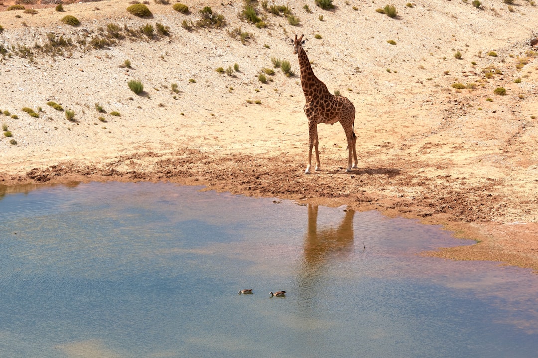 giraffe standing on brown sand during daytime