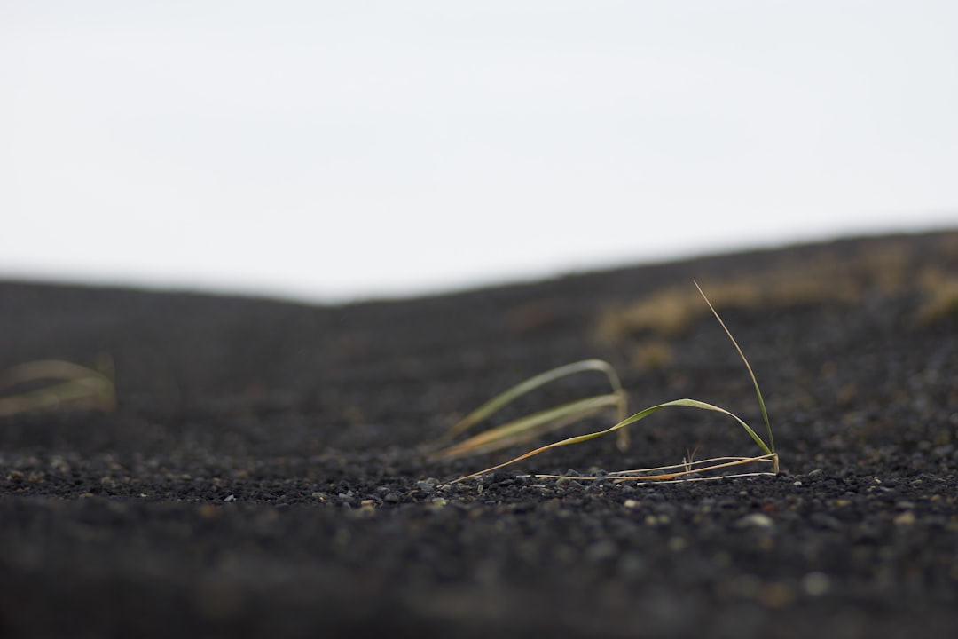 brown grass on black soil
