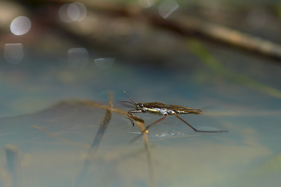 brown and black grasshopper on water