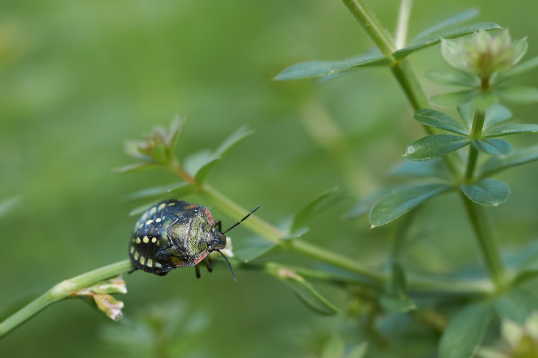 black and white beetle on green leaf