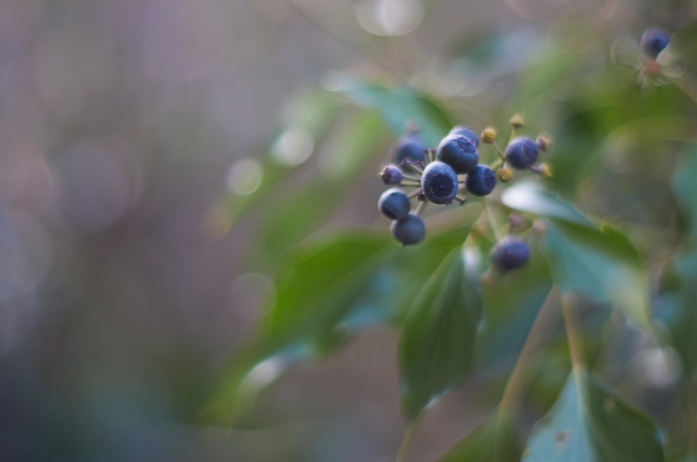 ivy berries