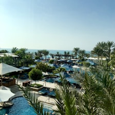 green palm trees near body of water during daytime