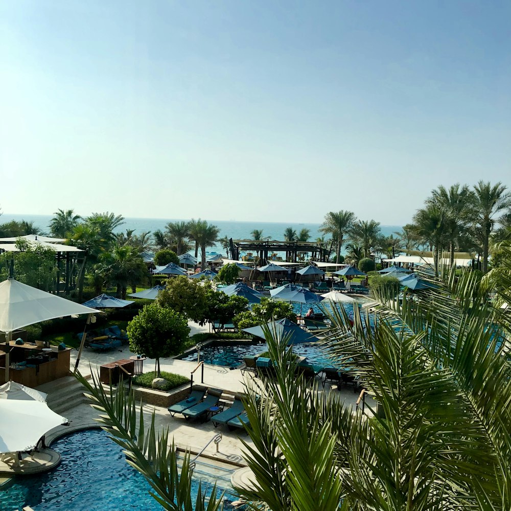 green palm trees near body of water during daytime