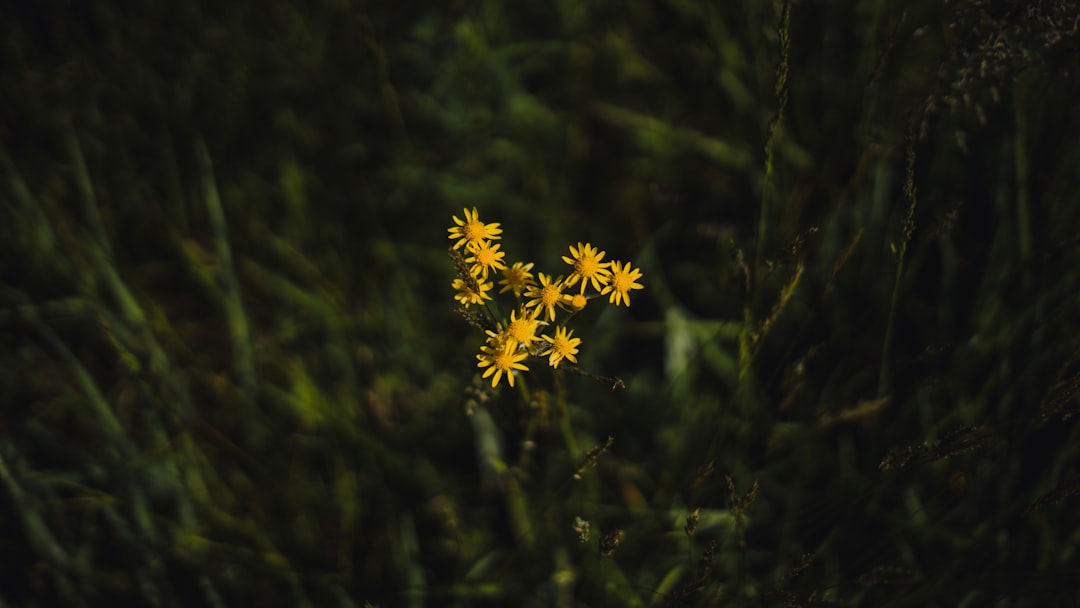 yellow flower in tilt shift lens