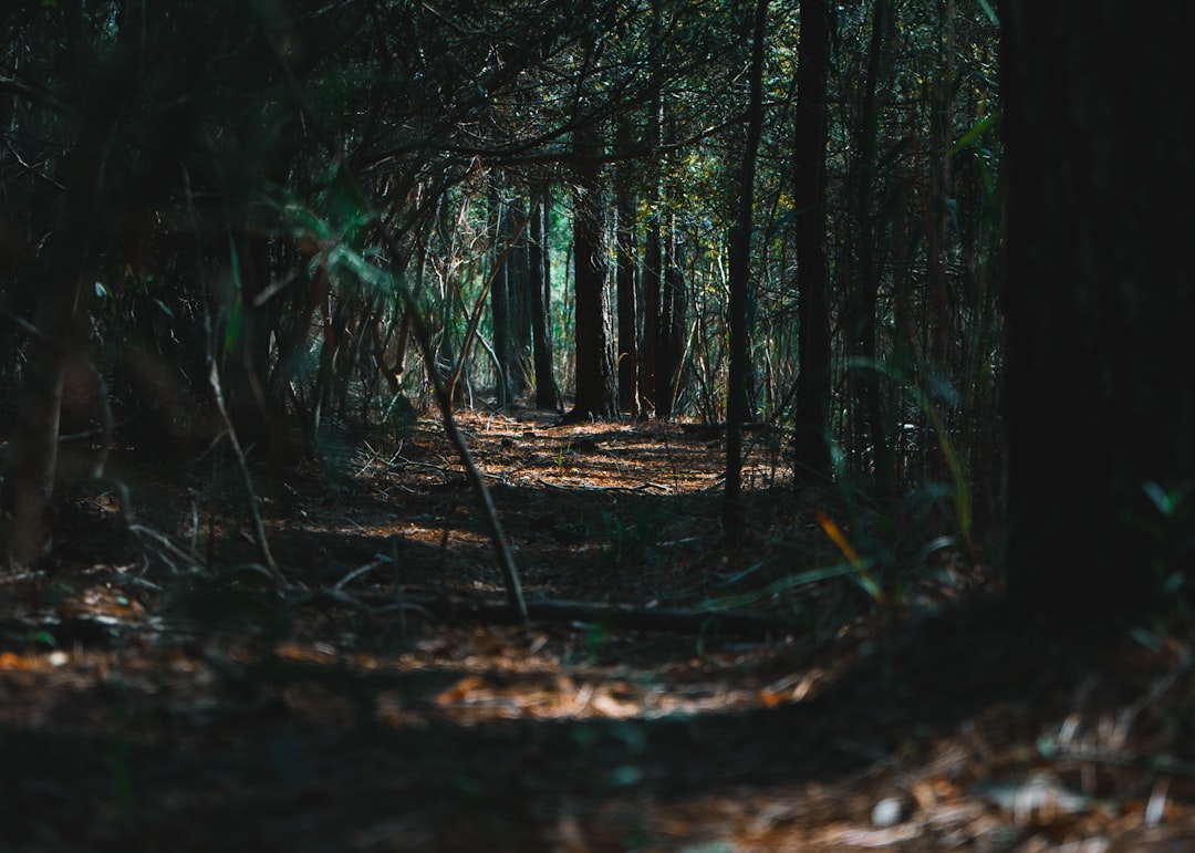 green trees on brown soil