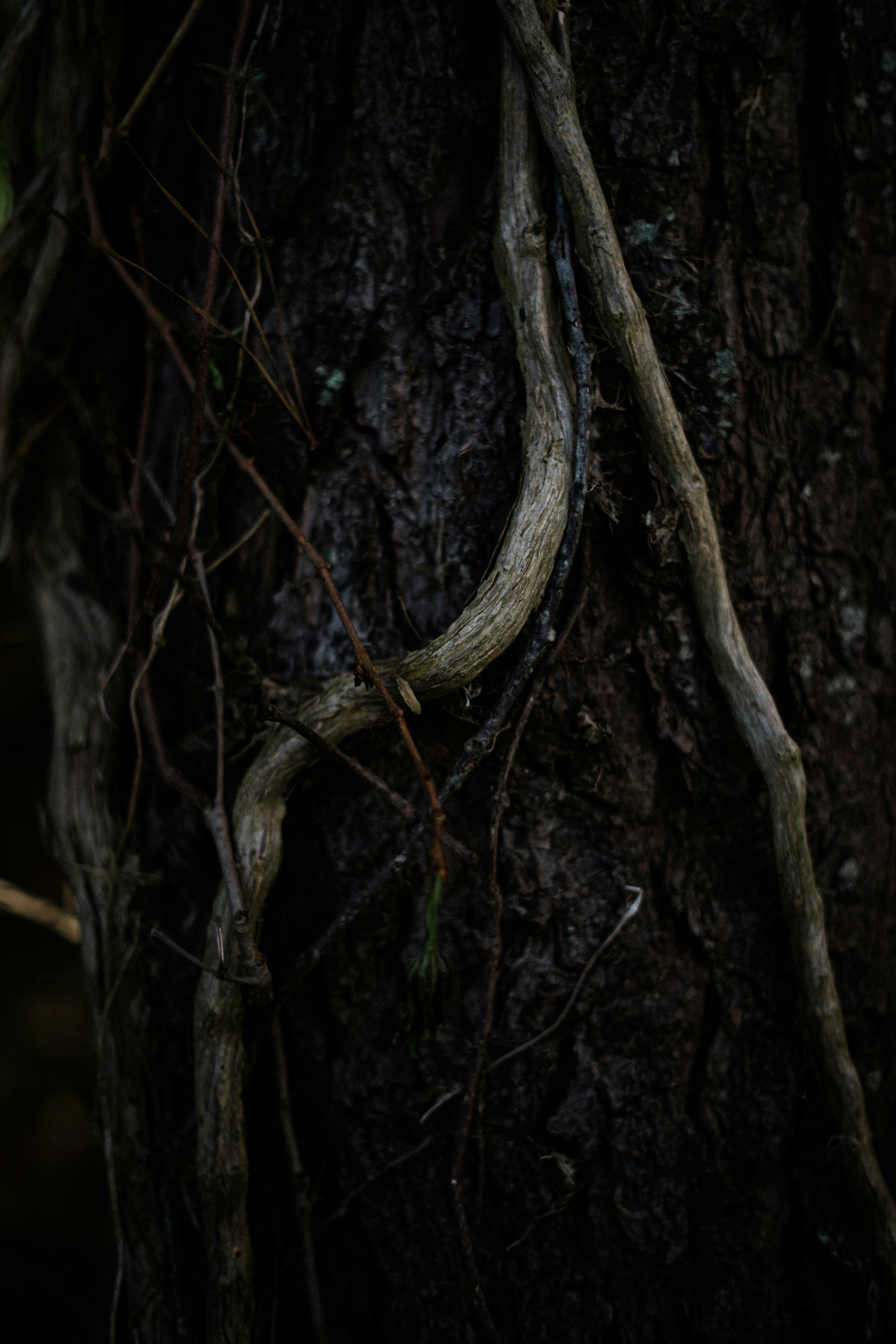 Photo by chrishardyphotography