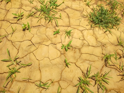 Cracked, dry earth with scattered green plants sprouting from the gaps.