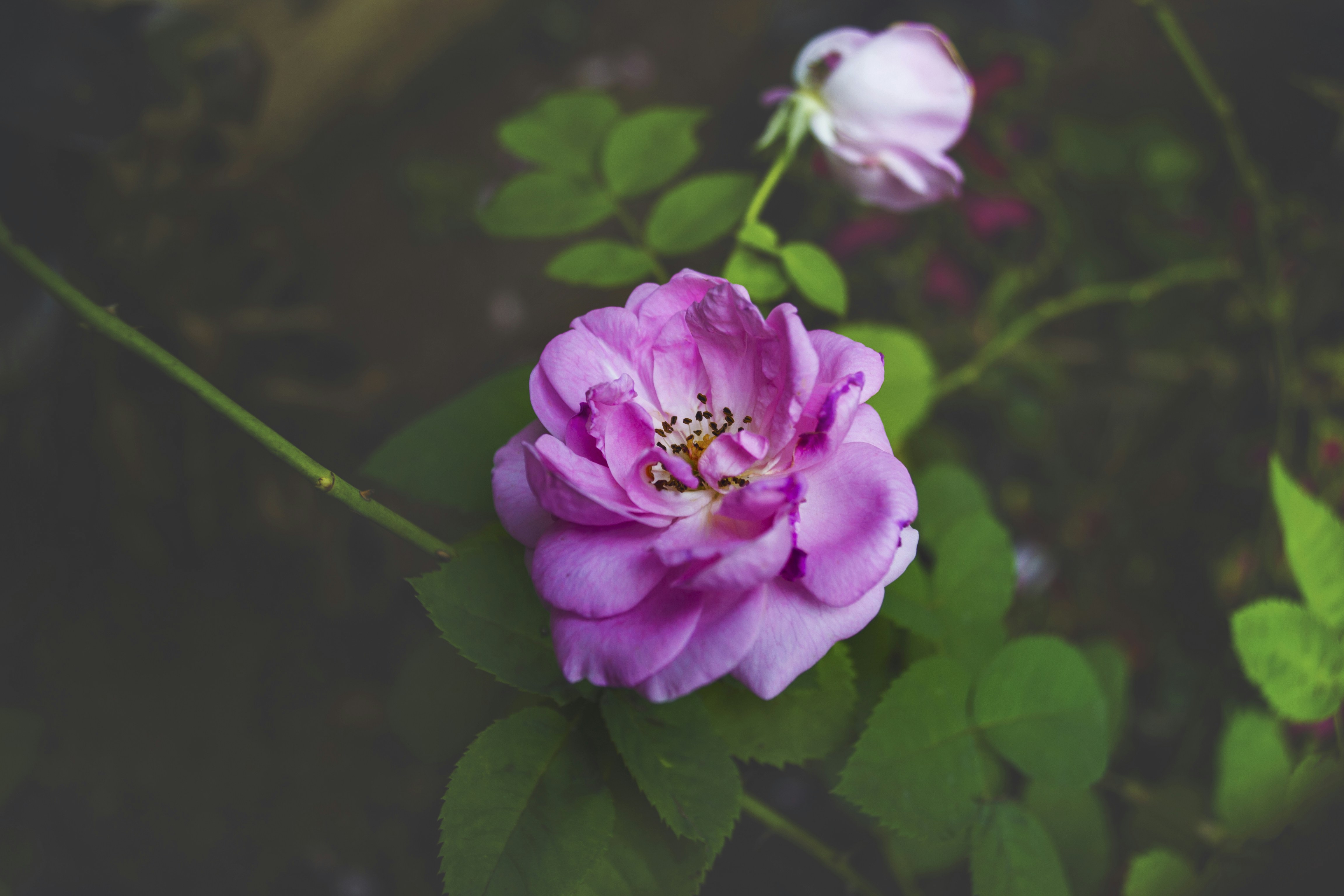 Photo by iam_allenanix