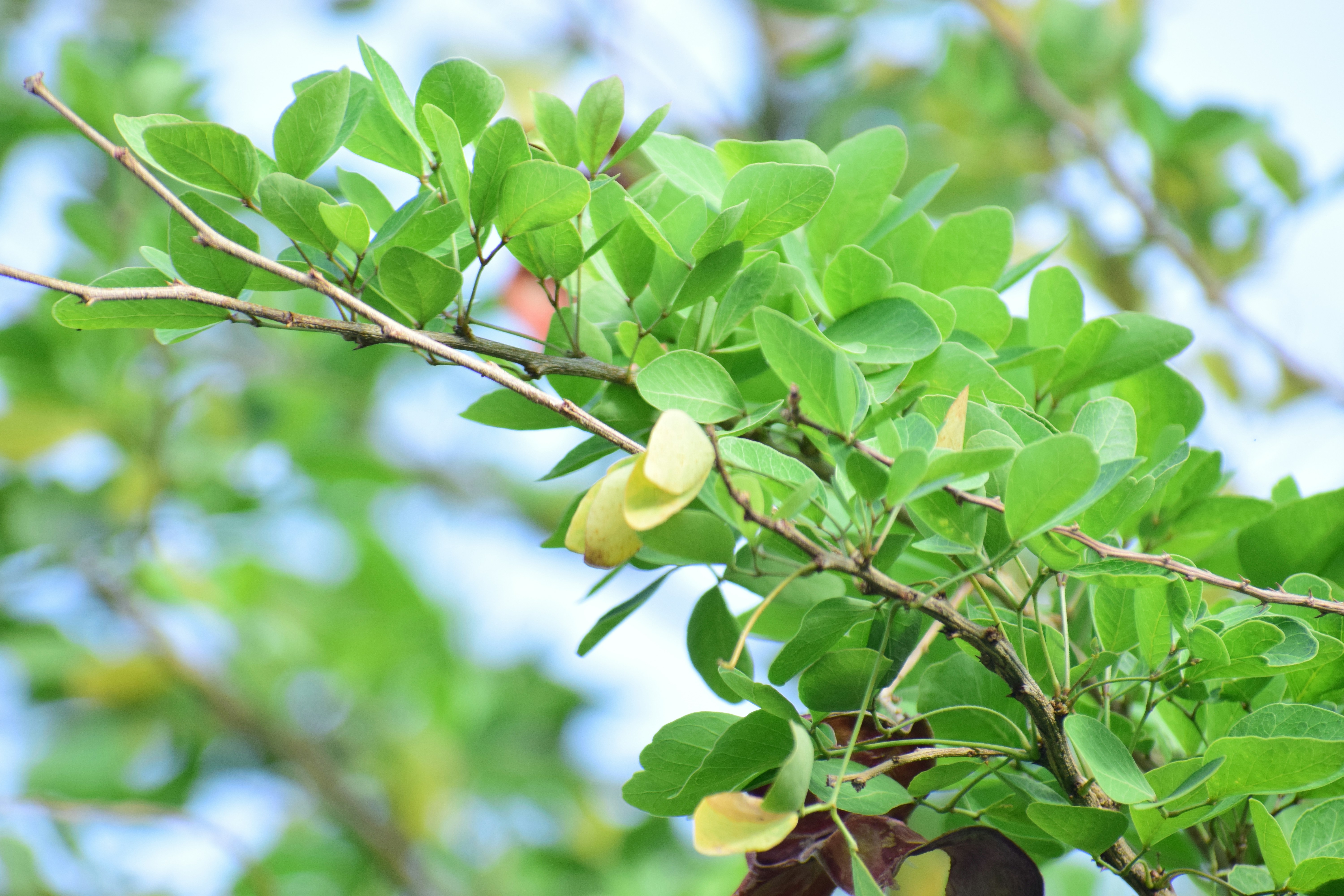 Photo by rachitghate