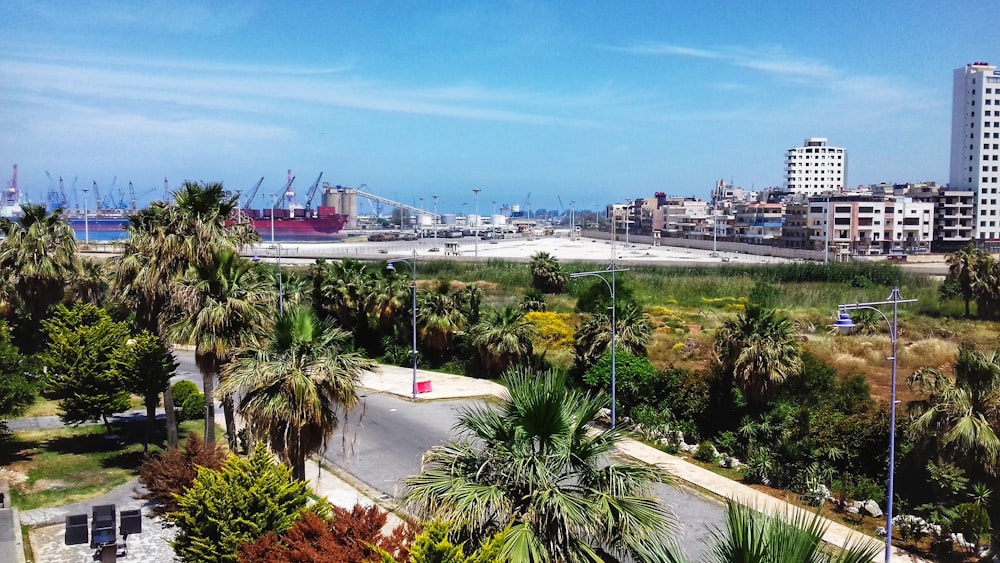 green palm trees near body of water during daytime