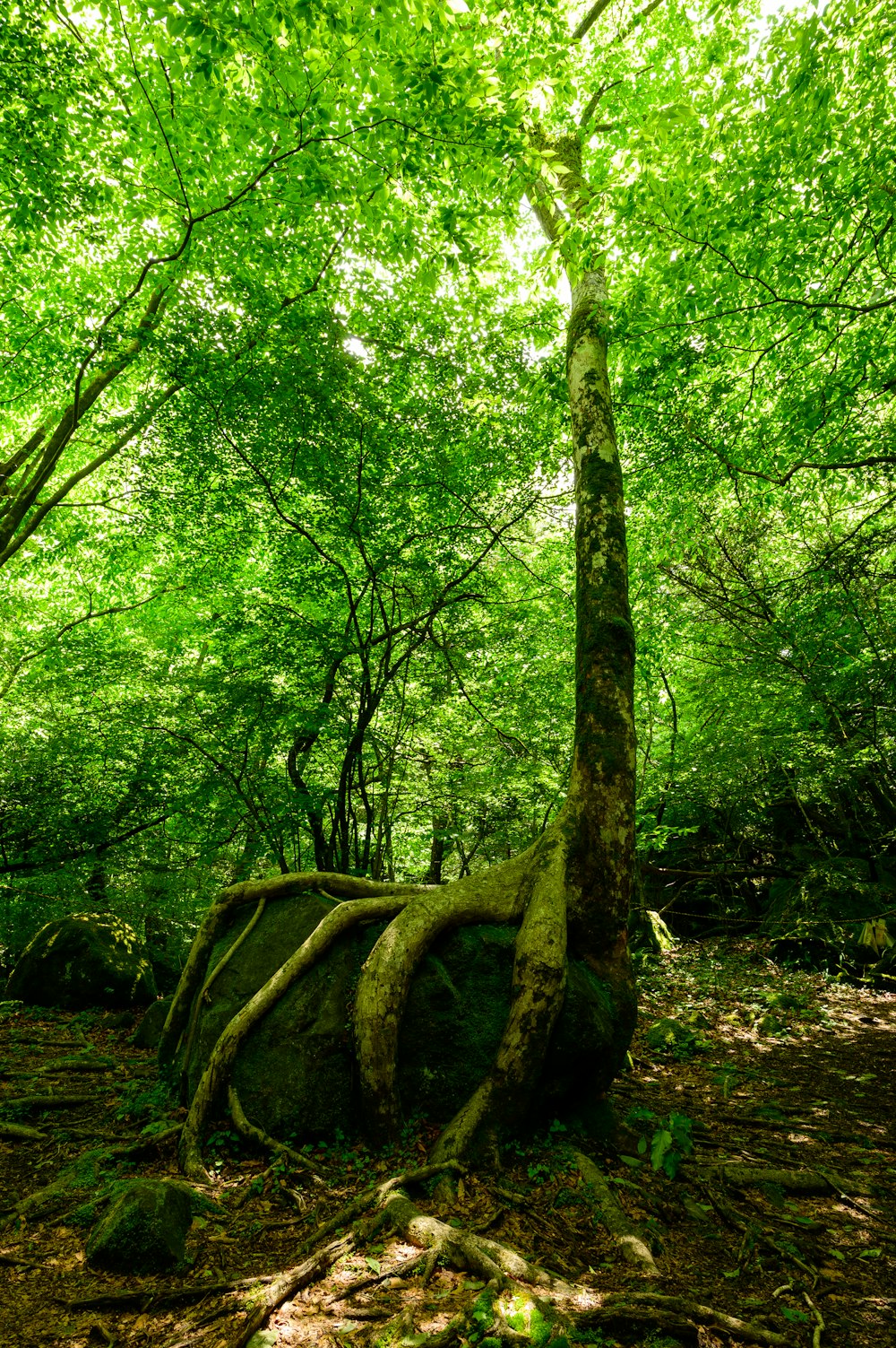 green trees on brown soil