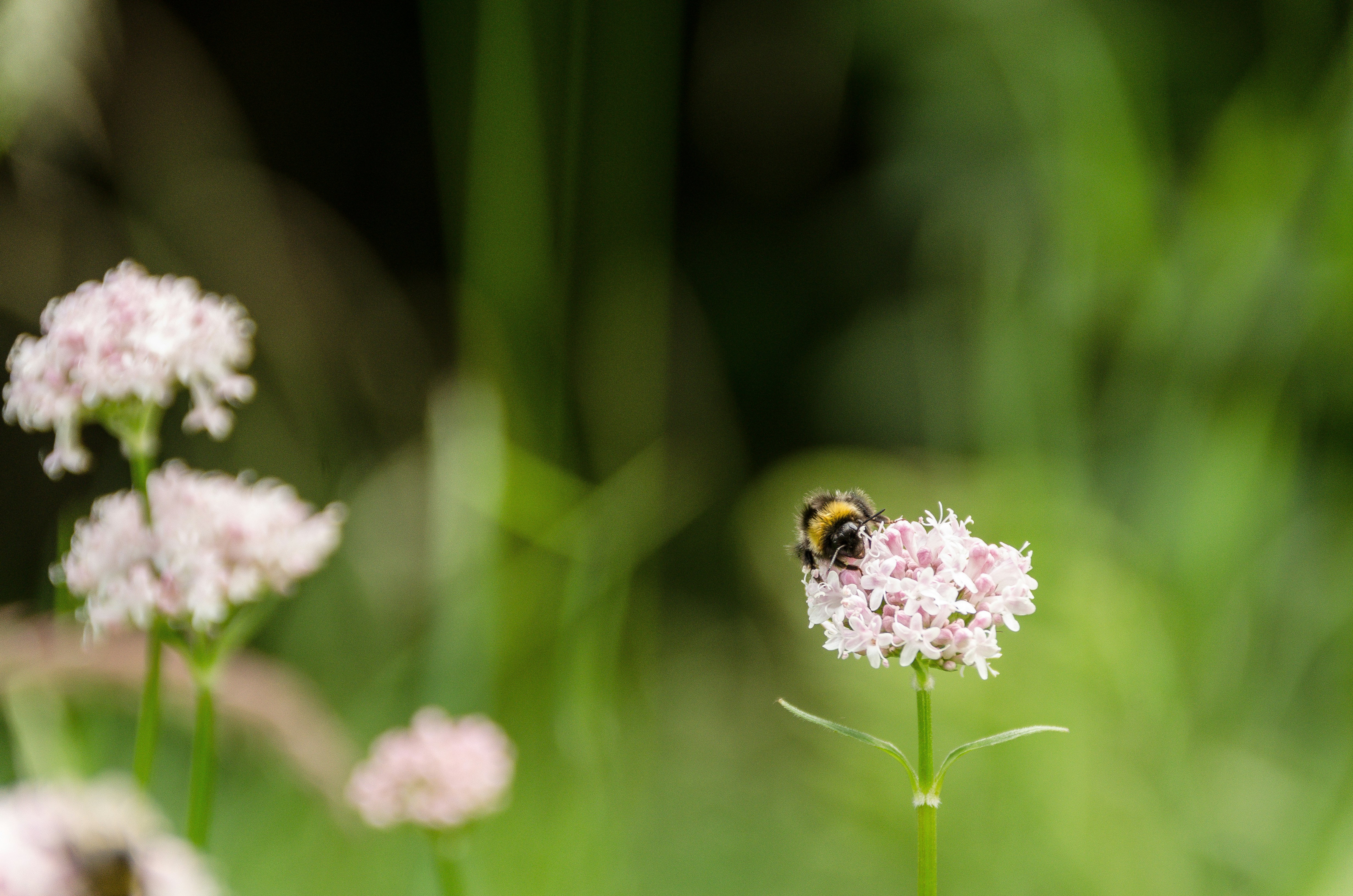 Photo by sovietsushi