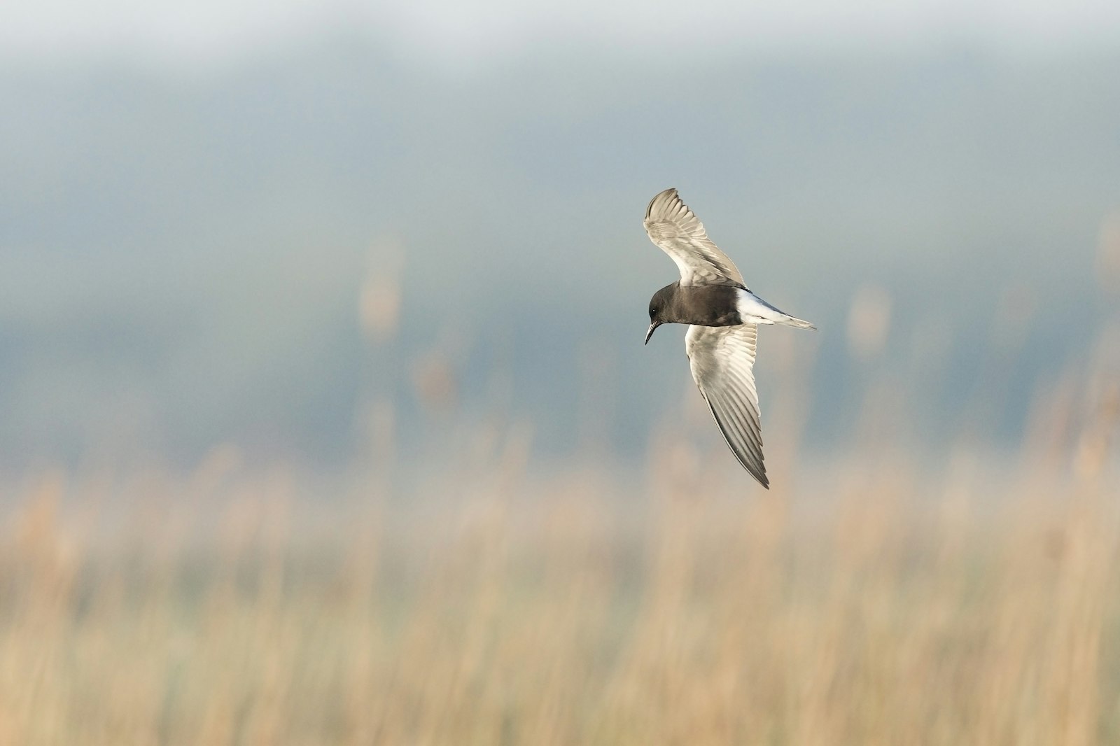 Canon EF 400mm F2.8L IS II USM sample photo. Black billed gull flying photography