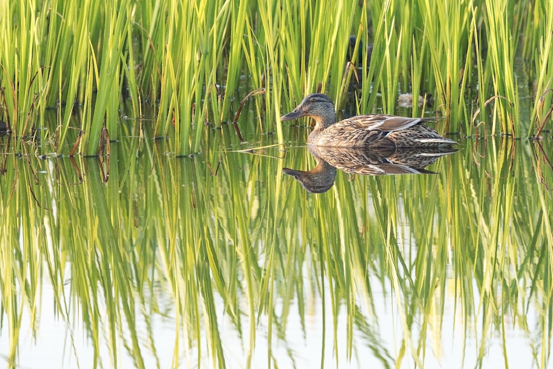 brown duck on green grass during daytime