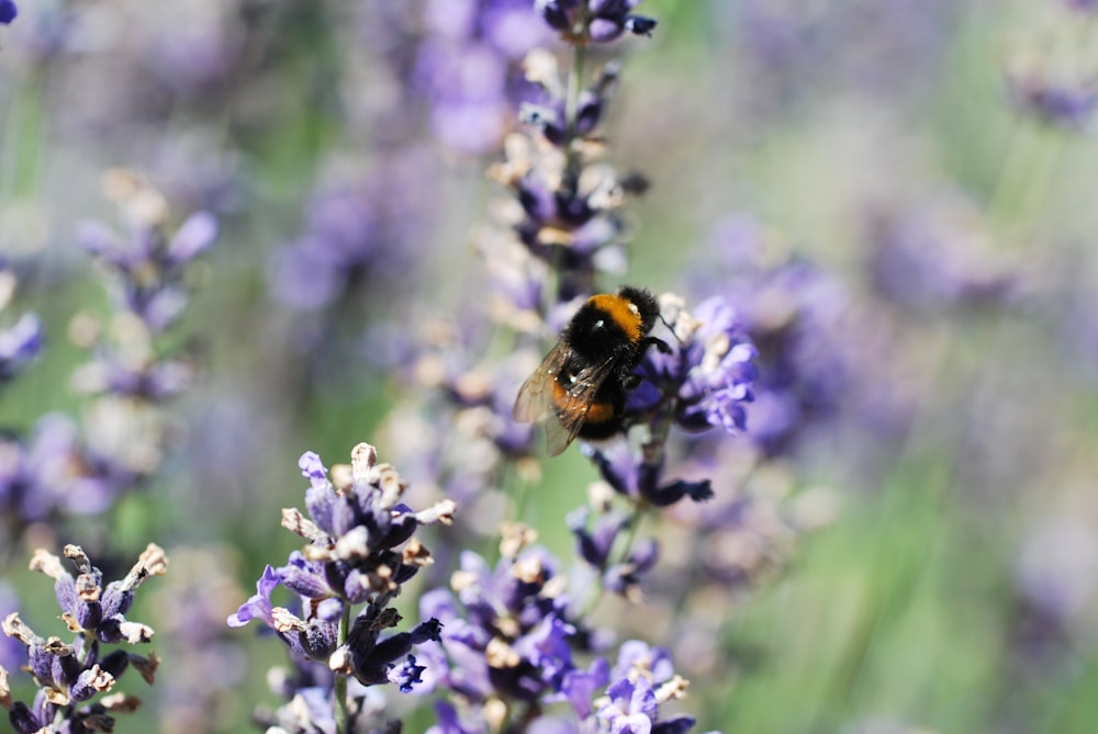 black and yellow bee on purple flower