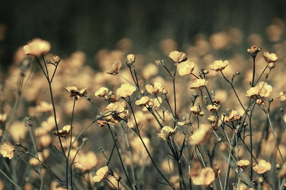 yellow flowers in tilt shift lens