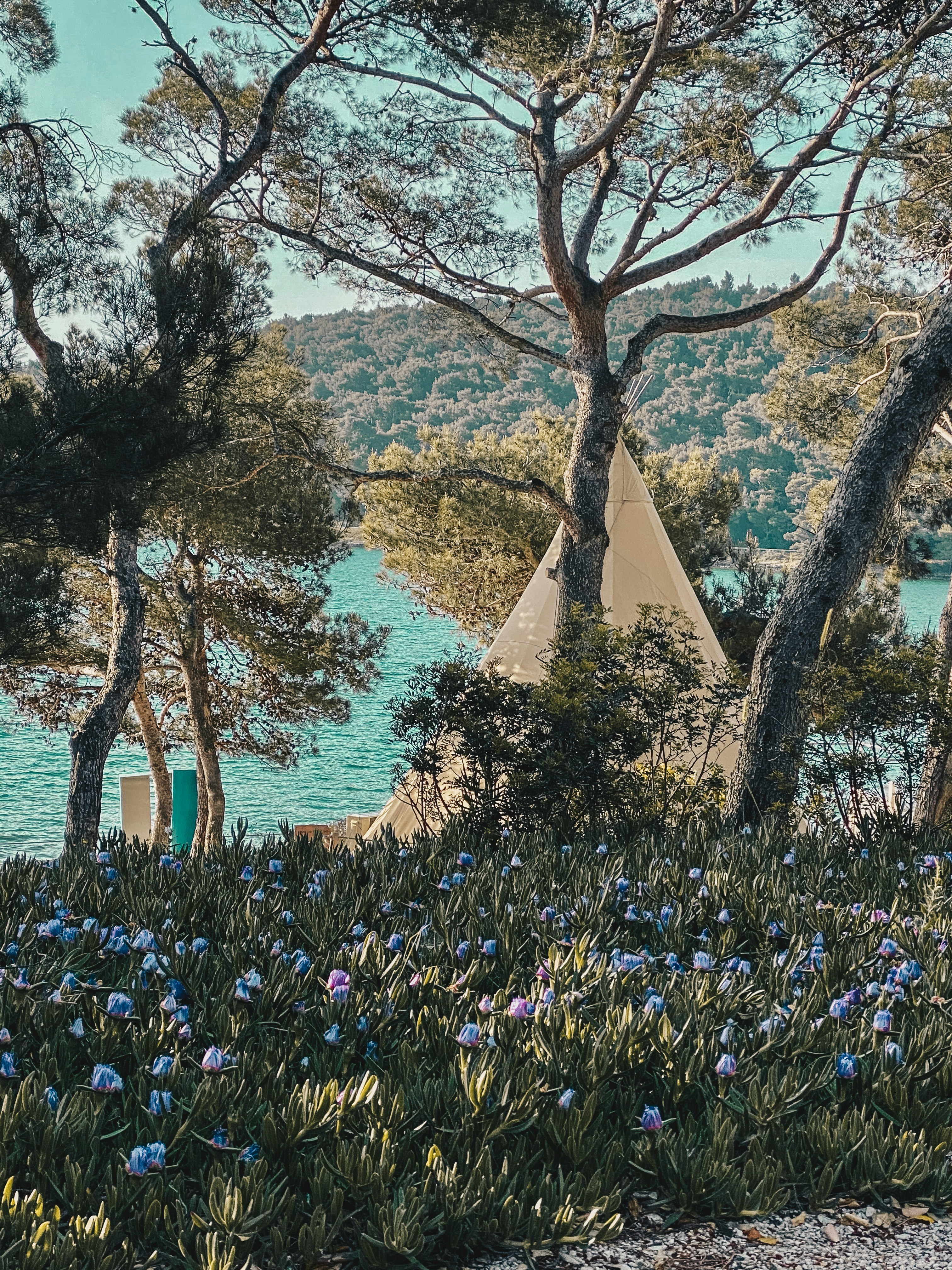 purple flowers near body of water during daytime