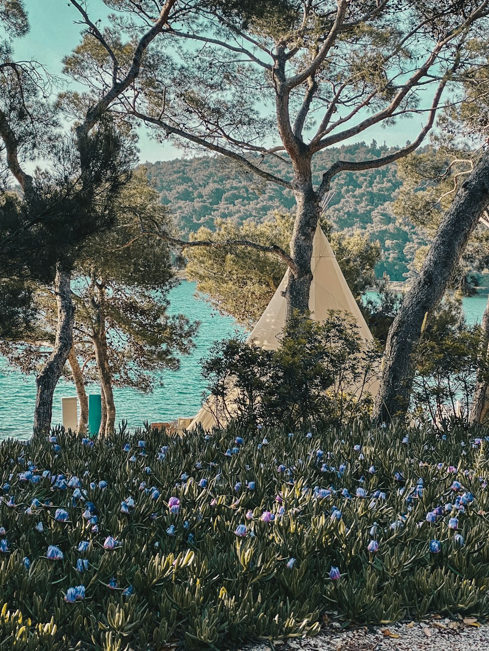 purple flowers near body of water during daytime