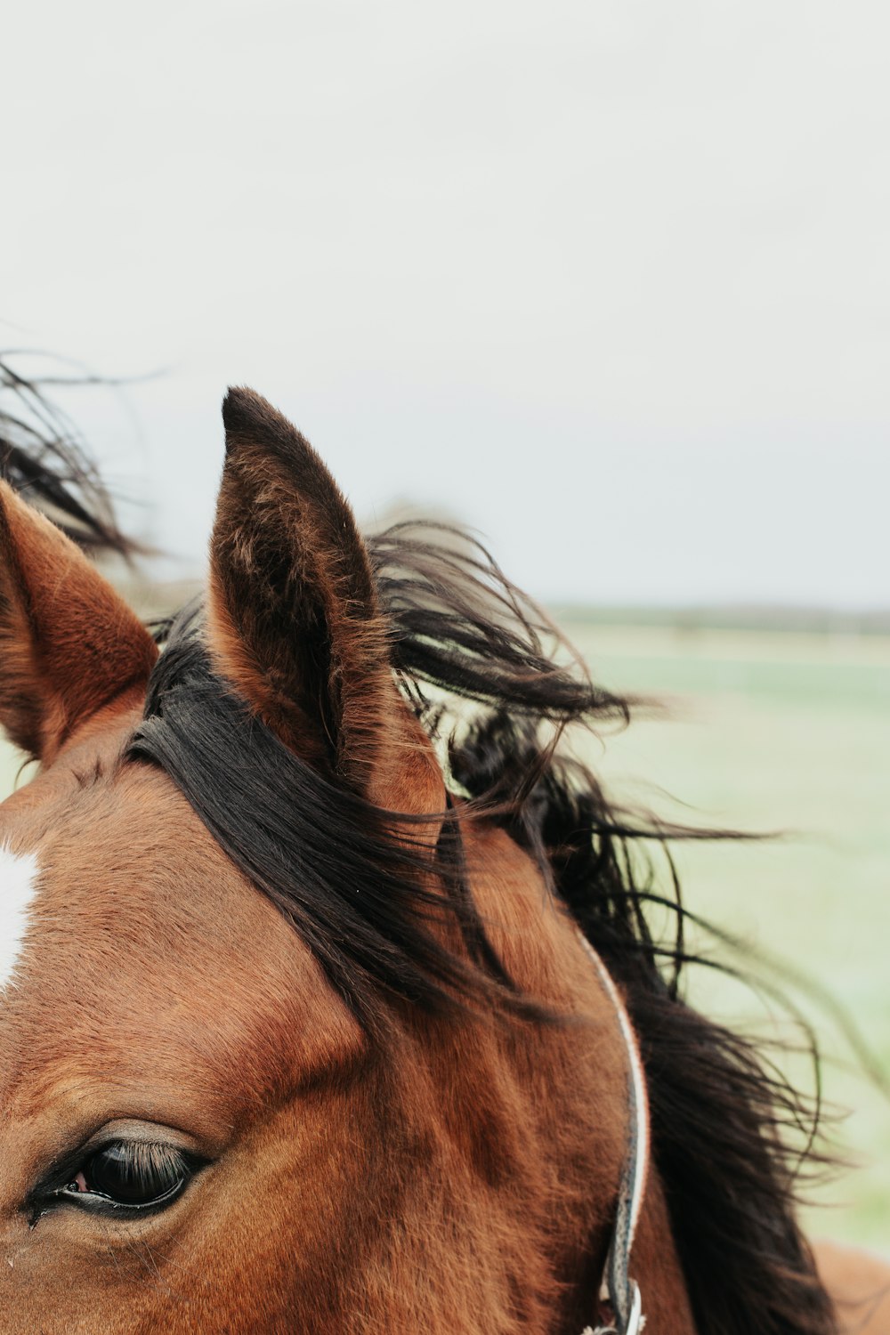 brown and black horse on green grass field during daytime