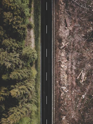 green trees and brown soil