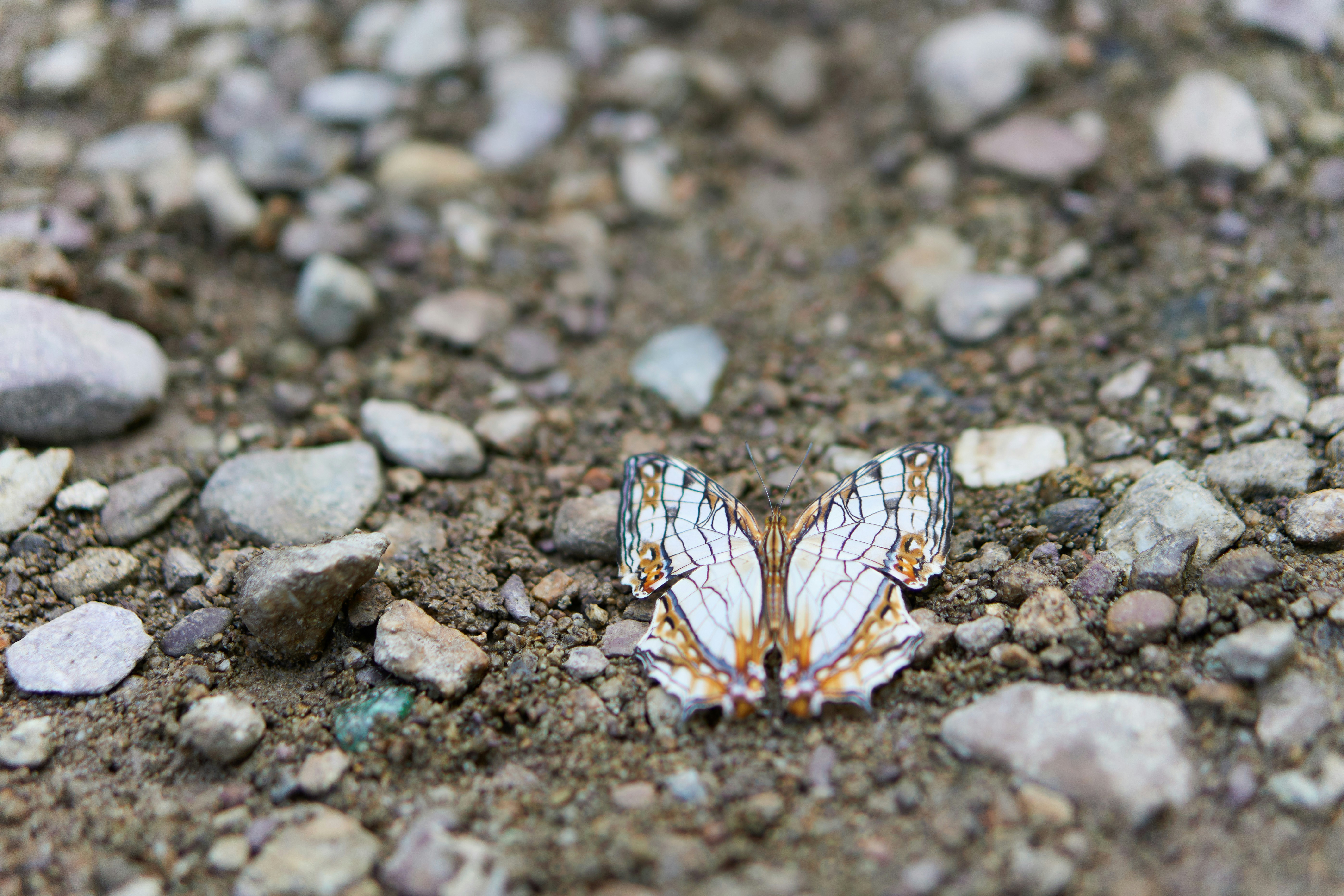 灰色と黒の石に茶色と黒の昆虫