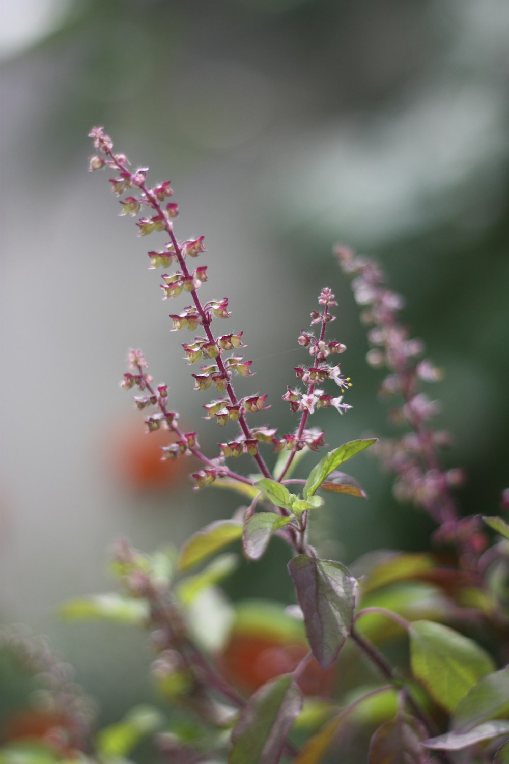 planta verde e vermelha na lente tilt shift