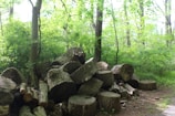 A pile of cut logs is stacked in a lush green forest area, surrounded by tall trees and dense foliage. The logs are of various sizes and appear to be freshly cut, with visible rings and textured bark.