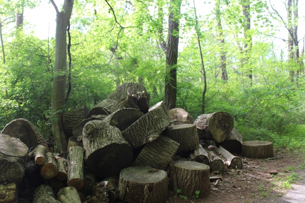 A pile of cut logs is stacked in a lush green forest area, surrounded by tall trees and dense foliage. The logs are of various sizes and appear to be freshly cut, with visible rings and textured bark.