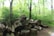 A pile of cut logs is stacked in a lush green forest area, surrounded by tall trees and dense foliage. The logs are of various sizes and appear to be freshly cut, with visible rings and textured bark.