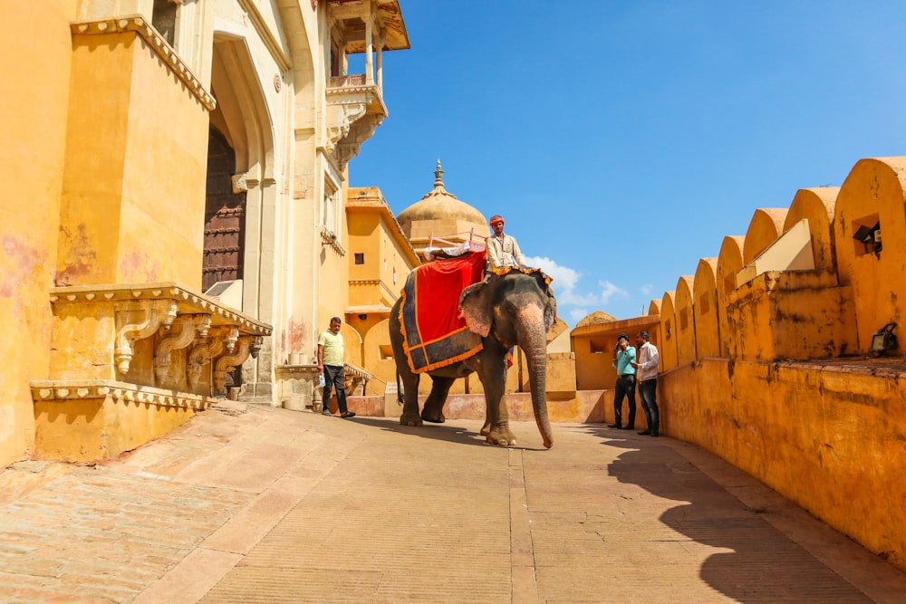 man riding elephant near brown concrete building during daytime