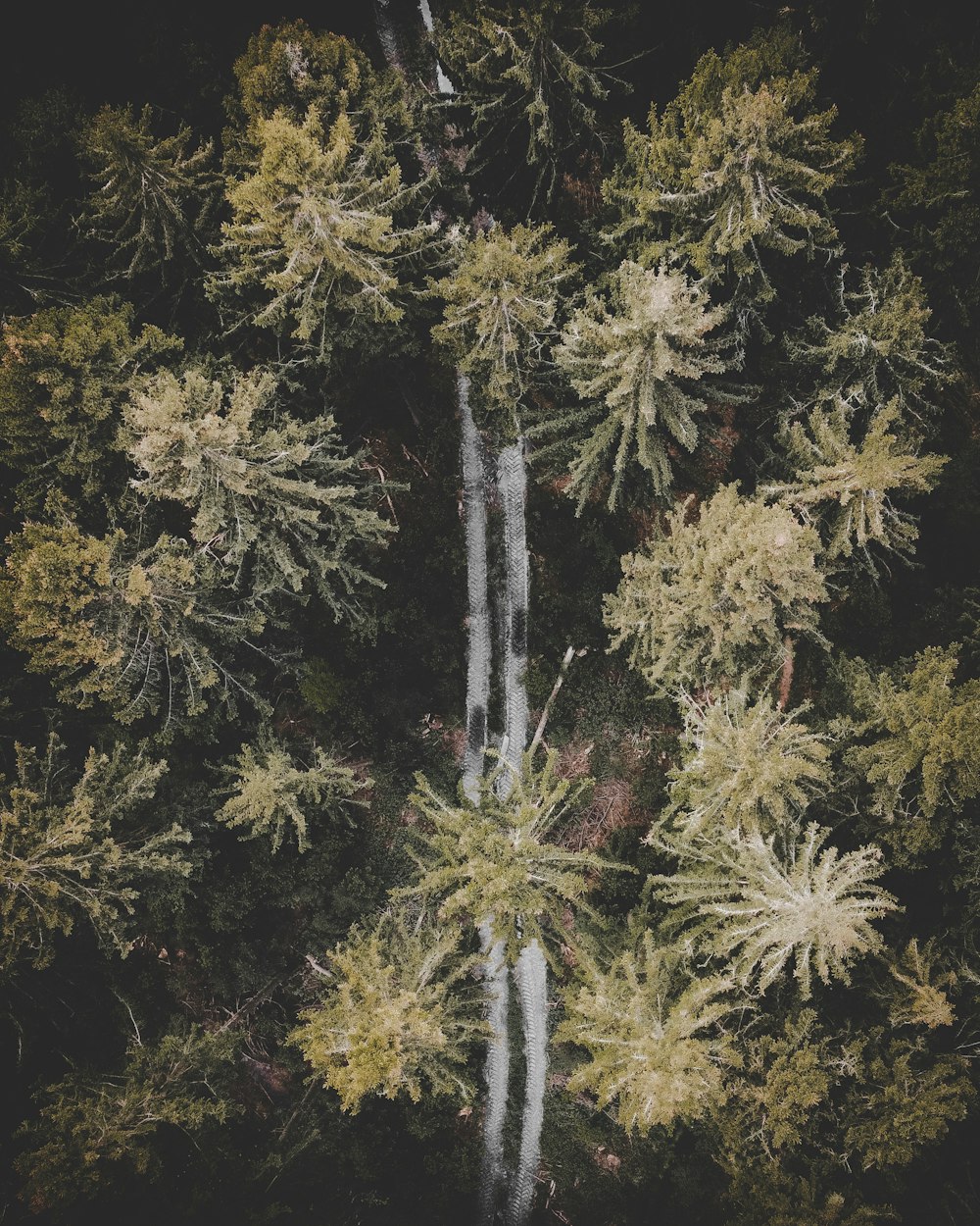 green and brown tree during daytime