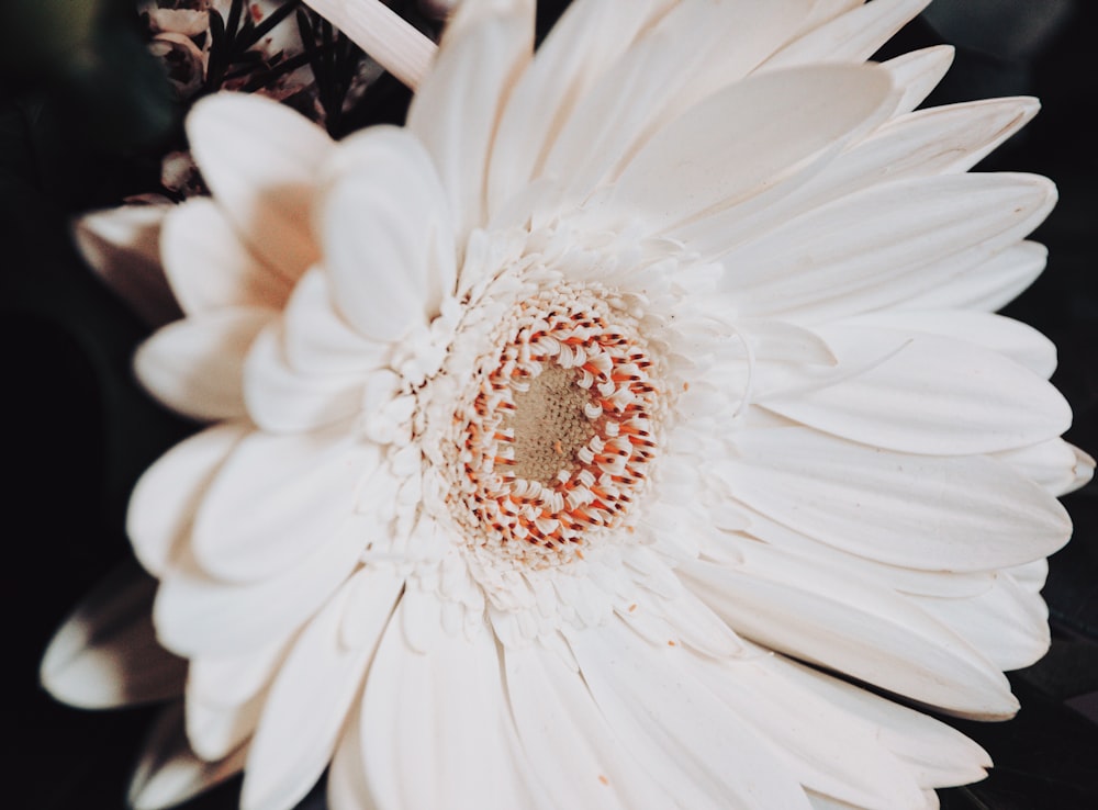 클로즈업 사진에 흰색과 빨간색 꽃