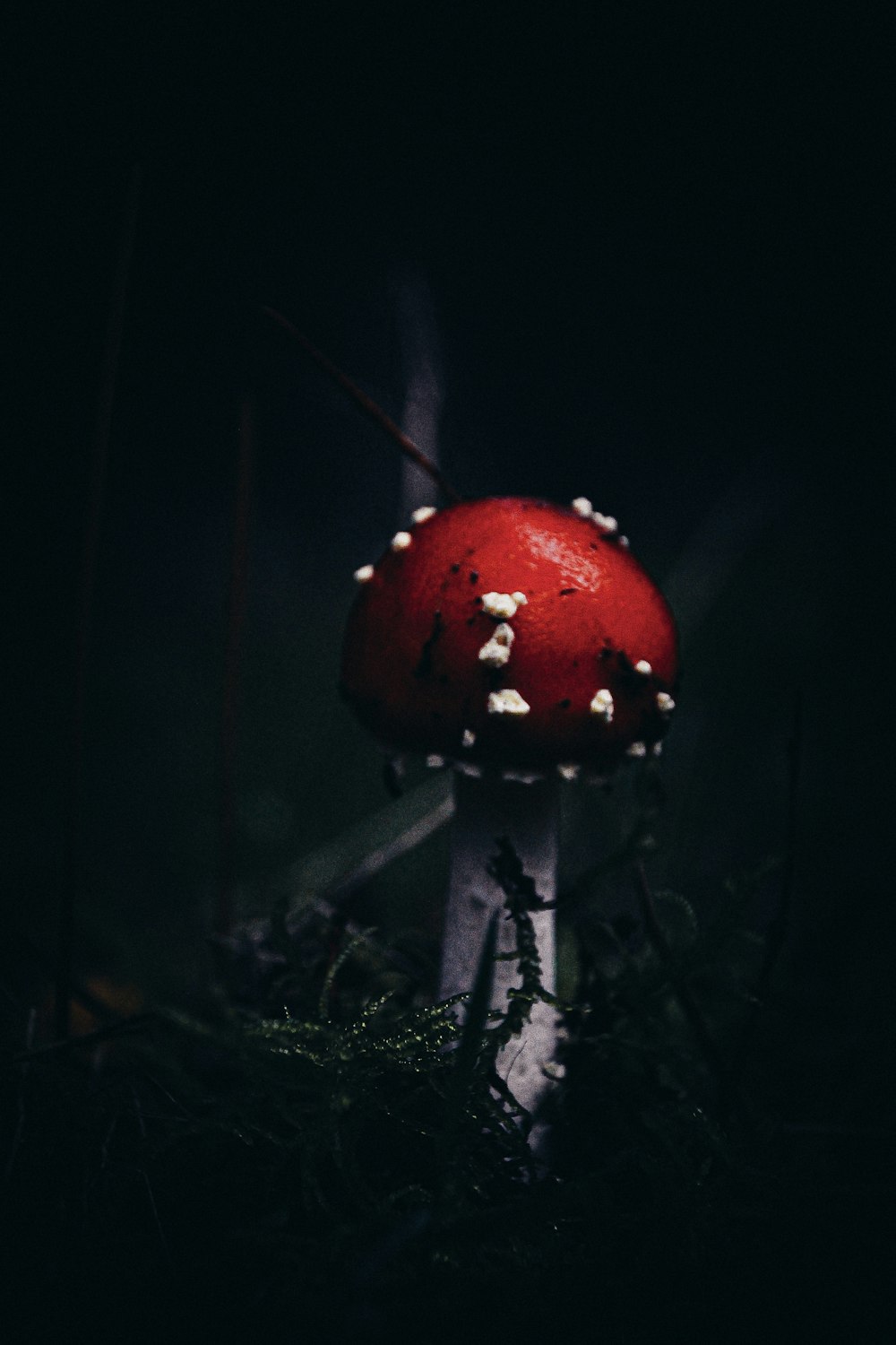 red and white mushroom in close up photography