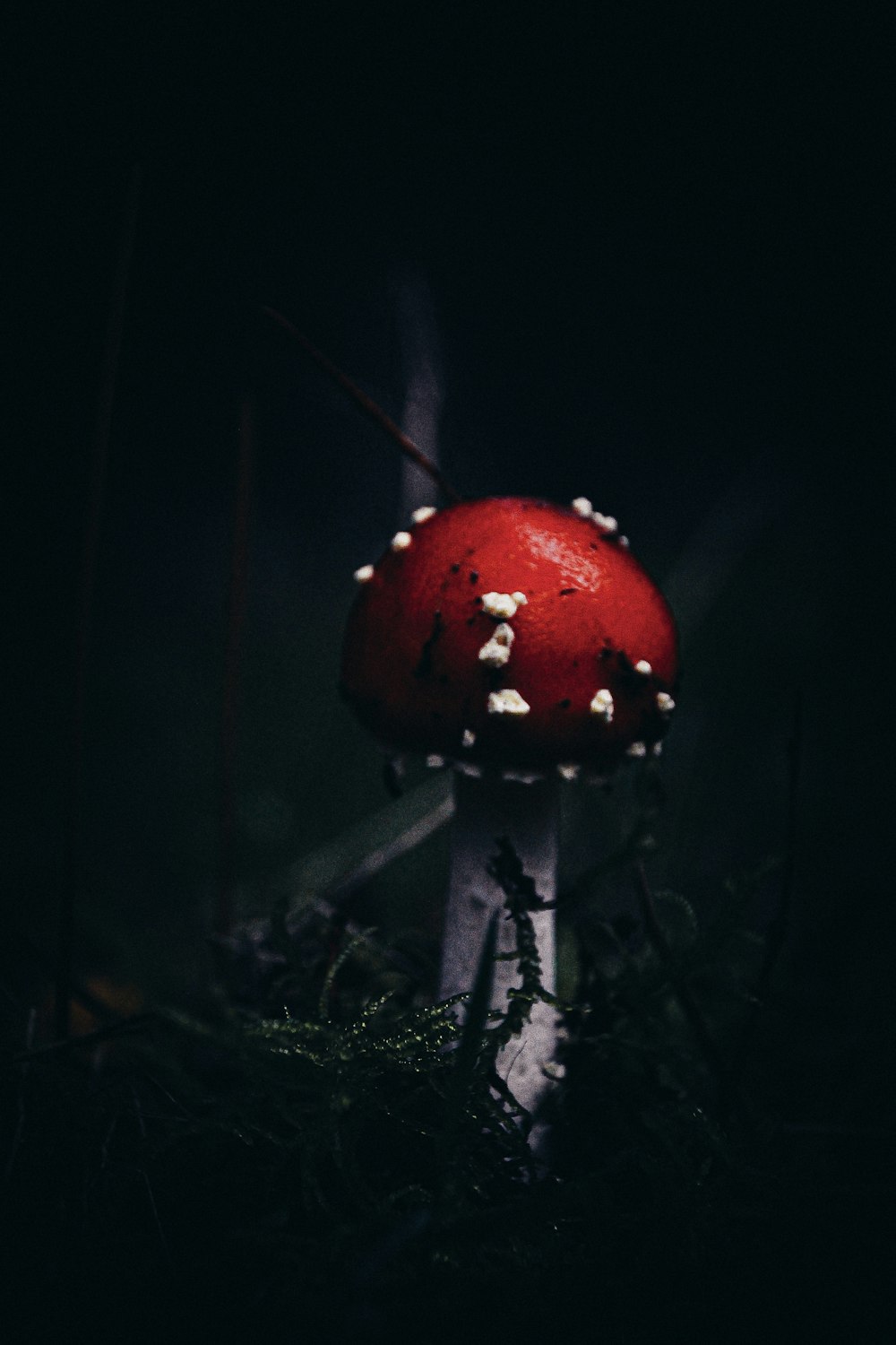 cogumelo vermelho e branco na fotografia de perto
