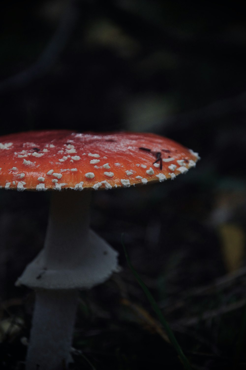 red and white mushroom in close up photography