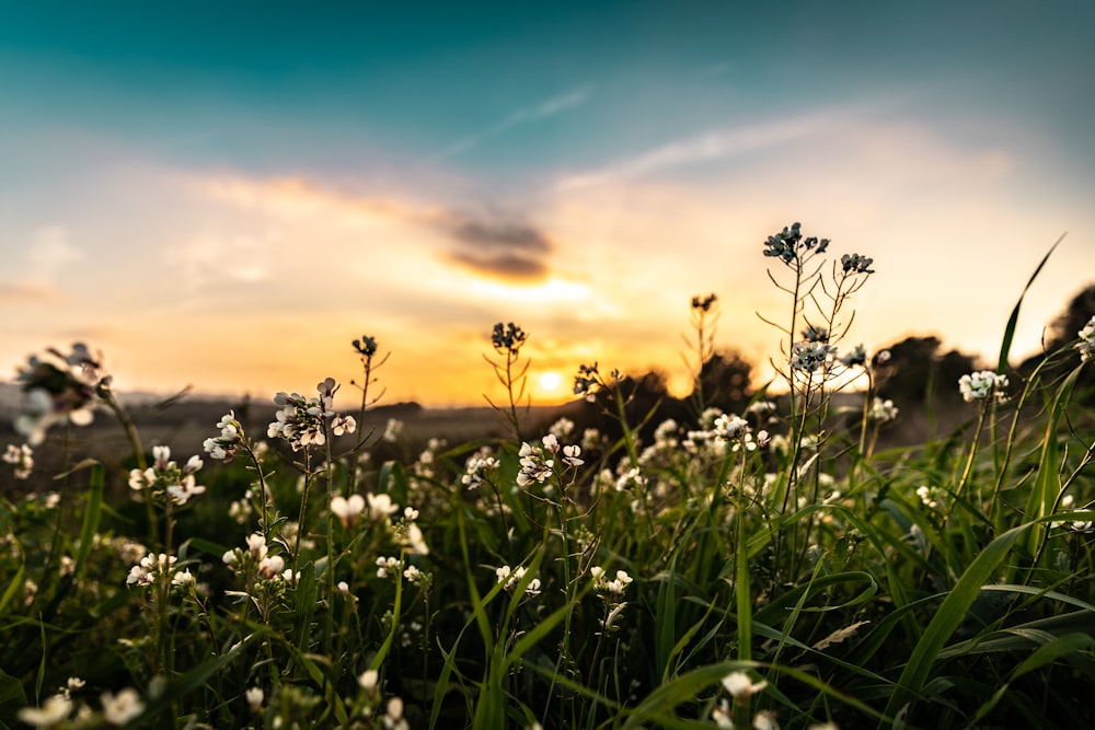 green grass field during sunset