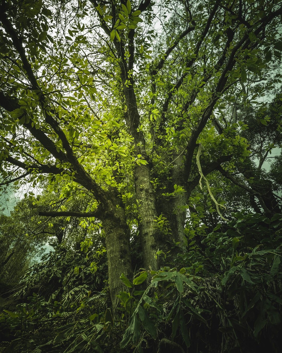 Forest photo spot Azores São Miguel Island