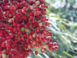 A cluster of bright red and some green fruits hanging from a tree, with a blurred natural background featuring green leaves.