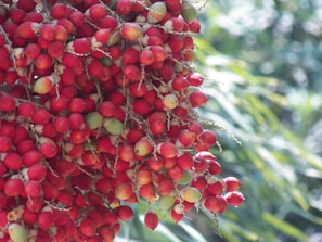 A cluster of bright red and some green fruits hanging from a tree, with a blurred natural background featuring green leaves.