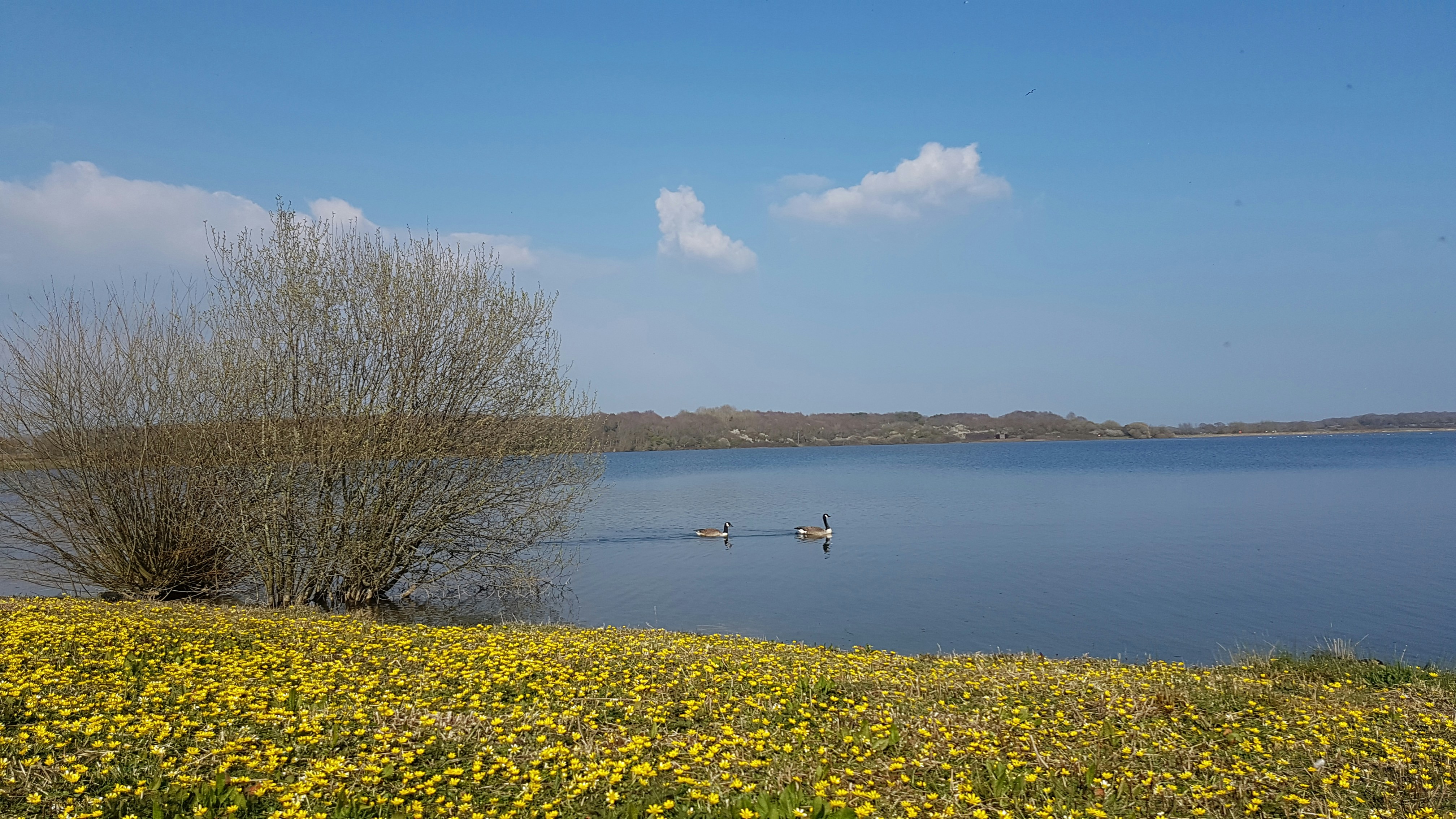 person in white shirt and black pants standing on yellow flower field near body of water