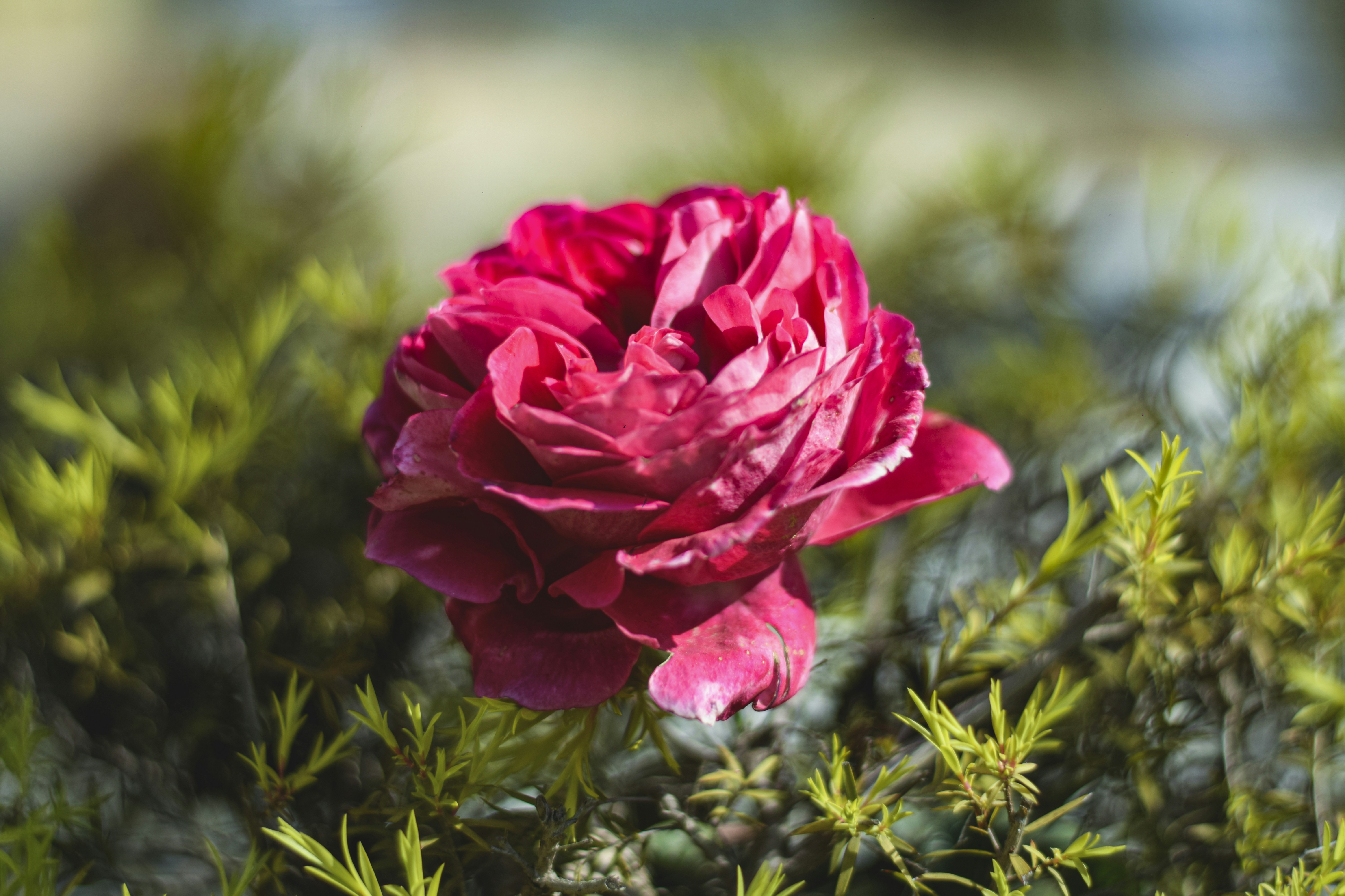 Photo by inderpreetsekhon