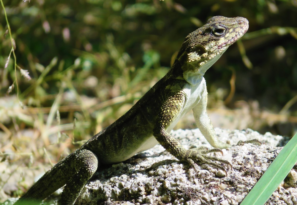 green and black lizard on gray rock