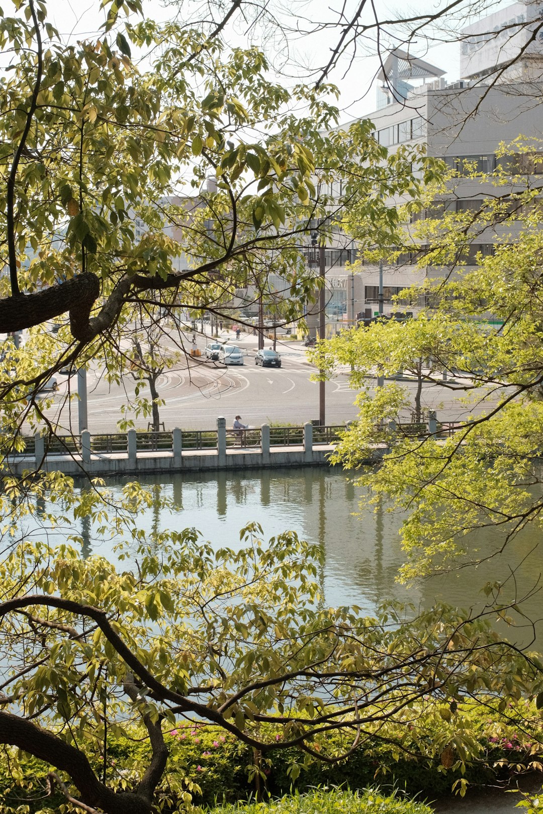 green trees near body of water during daytime