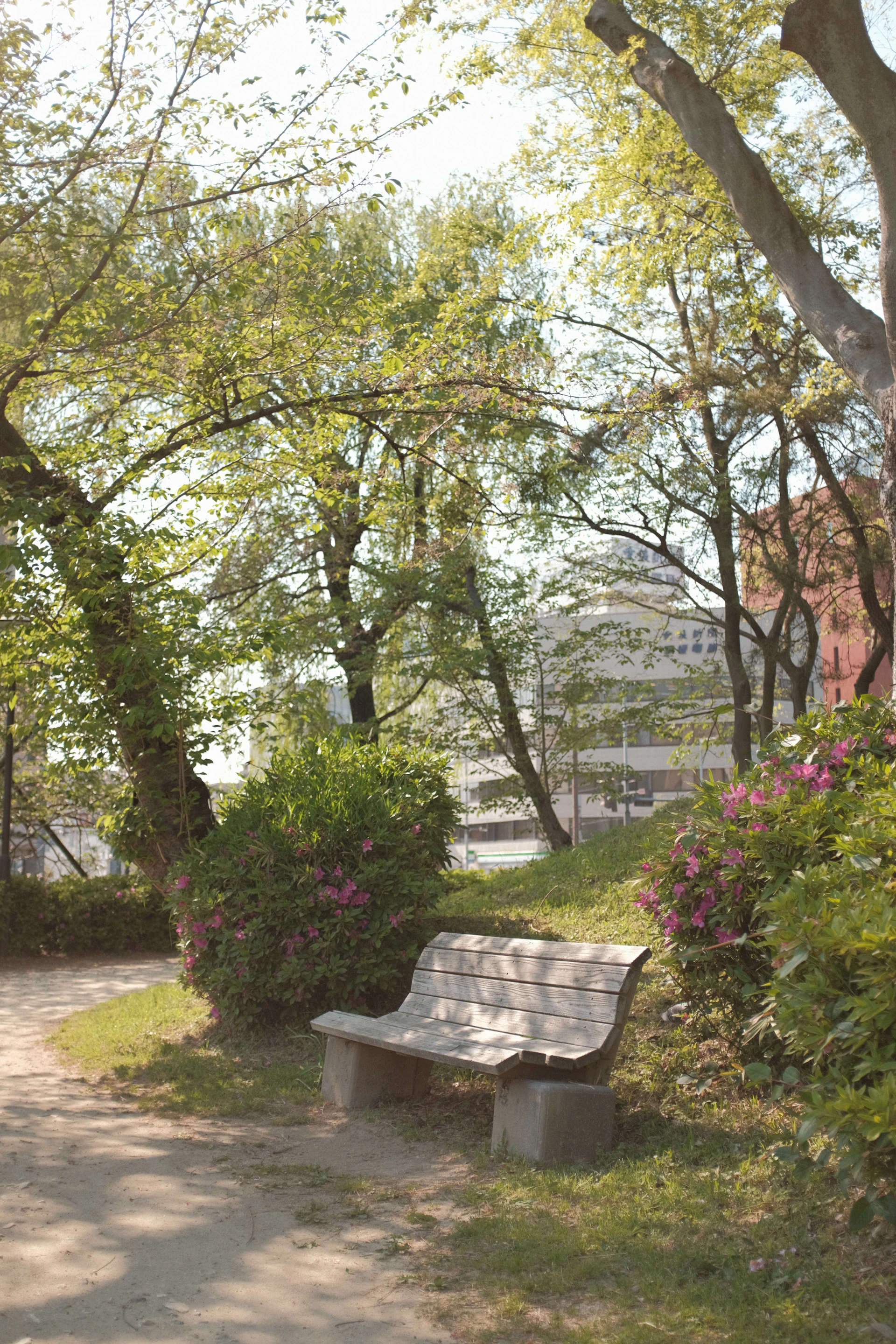 A serene outdoor scene featuring a park bench under blooming trees, inviting a quiet moment of reflection and reading.